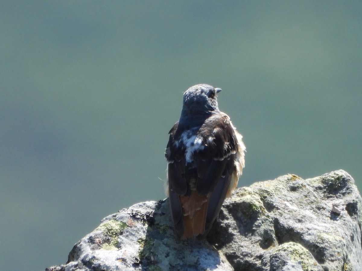 Rufous-tailed Rock-Thrush - ML355066331