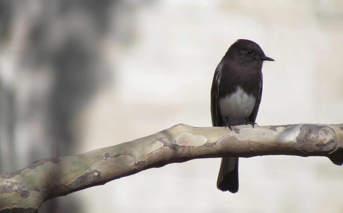 Black Phoebe - João Menezes