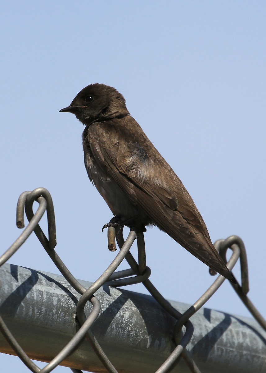 Hirondelle à ailes hérissées (groupe serripennis) - ML35506771