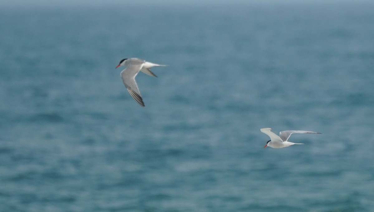 Common Tern - ML355068271