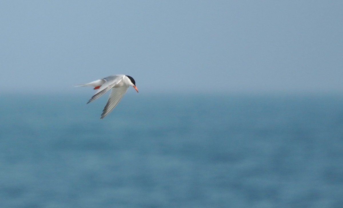 Common Tern - Indira Thirkannad