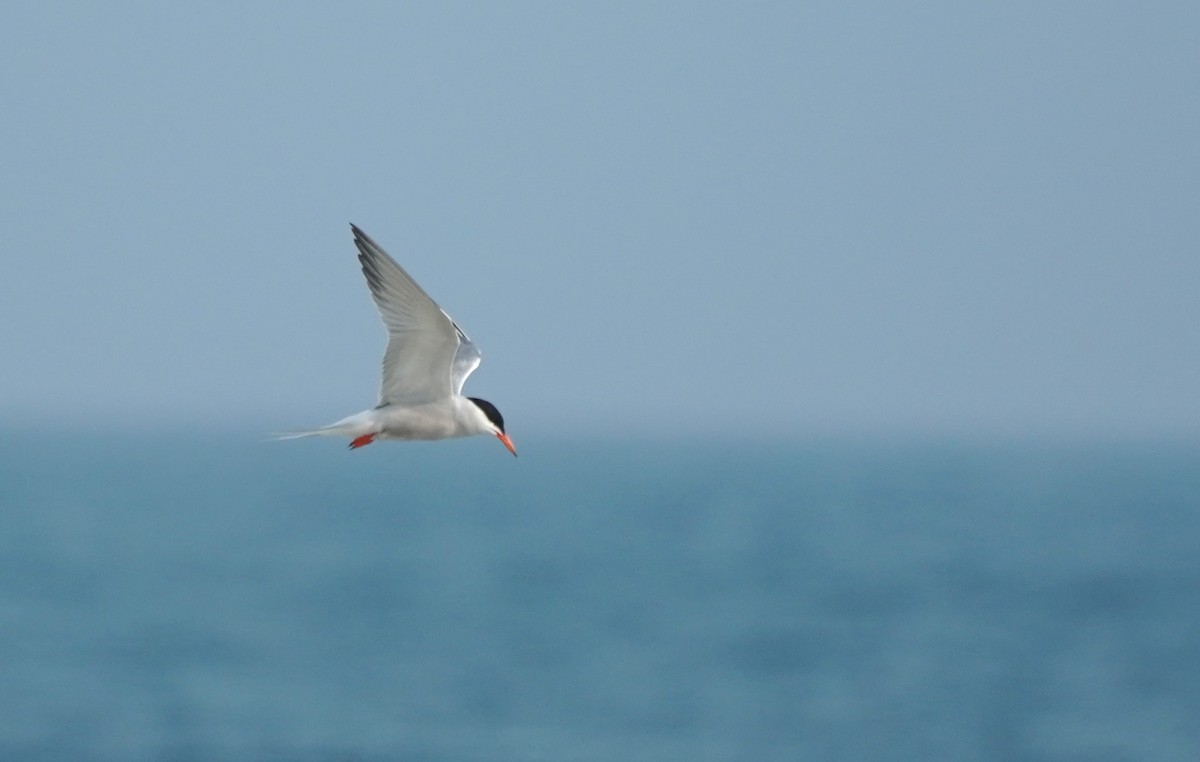 Common Tern - ML355068541