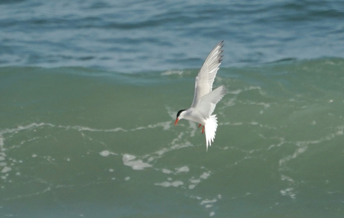 Common Tern - ML355068591