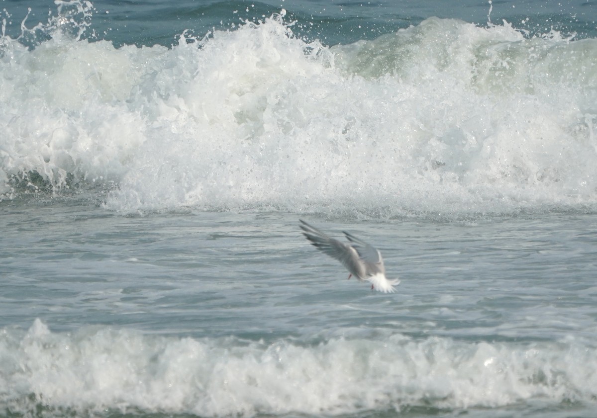 Common Tern - ML355068641