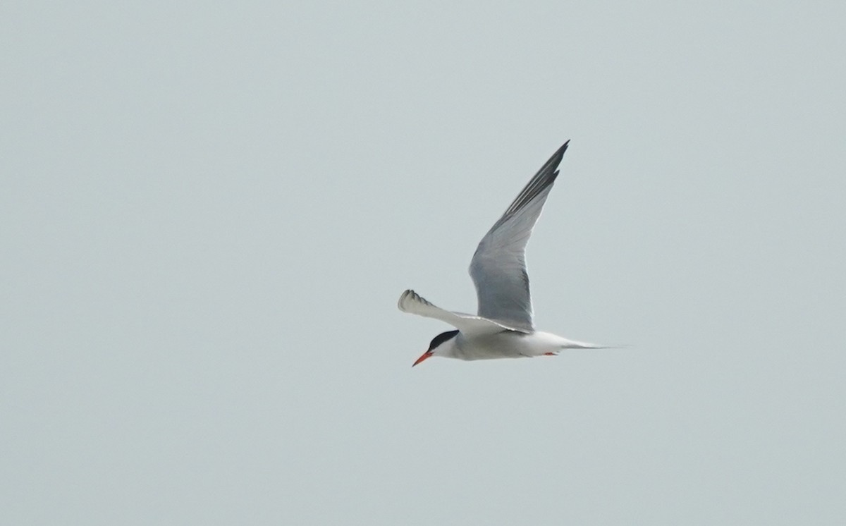 Common Tern - ML355068961