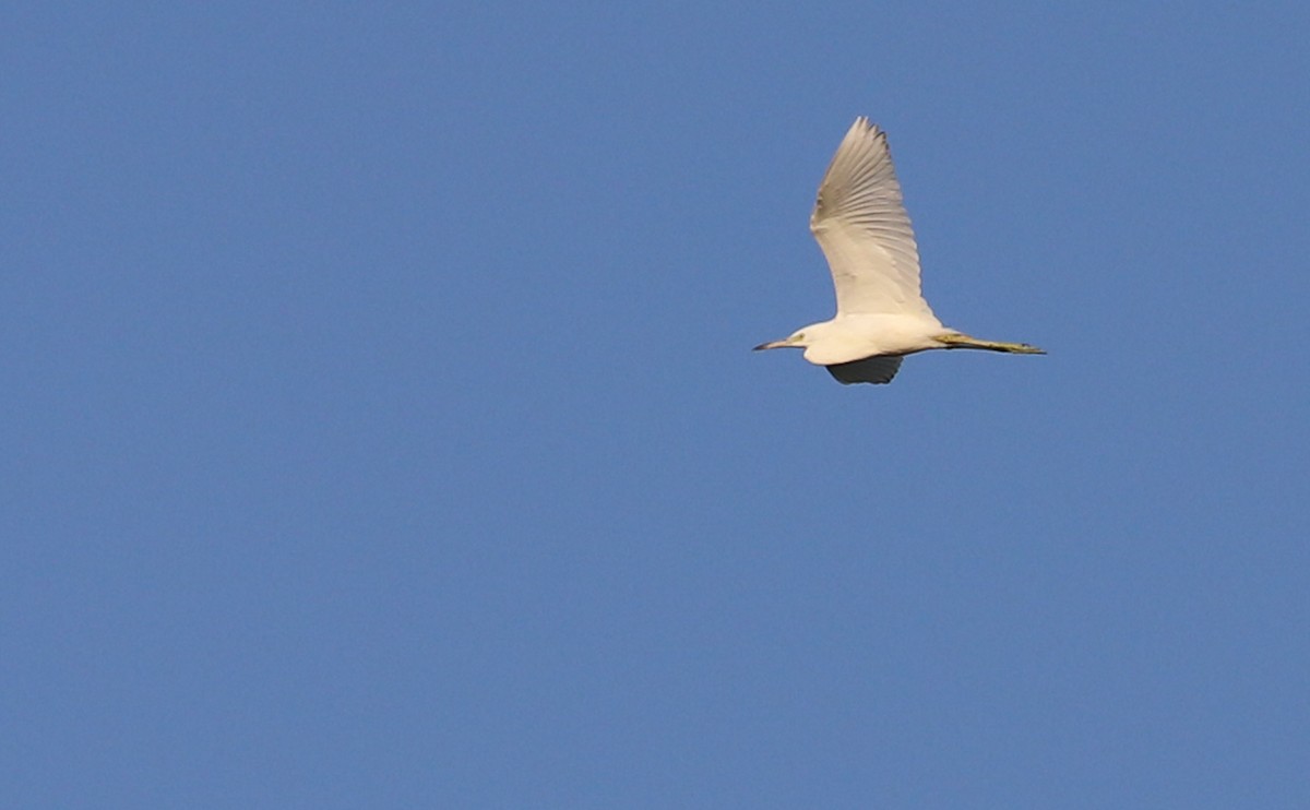 Little Blue Heron - ML355069551