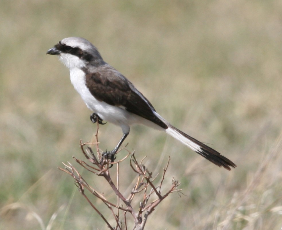 Gray-backed Fiscal - ML35507061