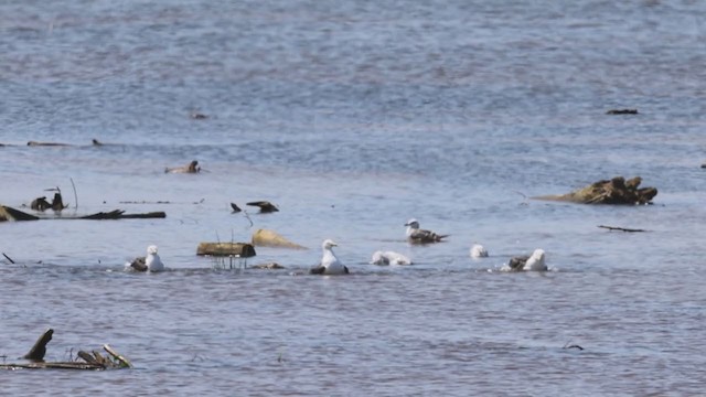 Lesser Black-backed Gull - ML355070951