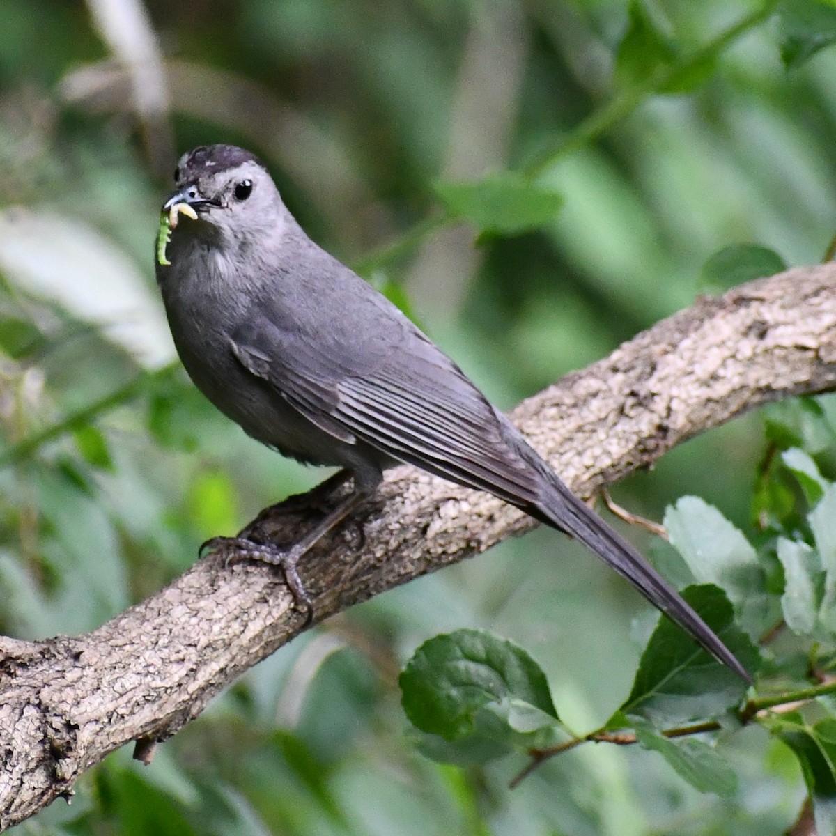 Gray Catbird - ML355072181