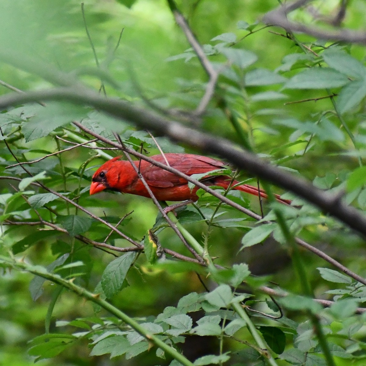 Northern Cardinal - ML355072291