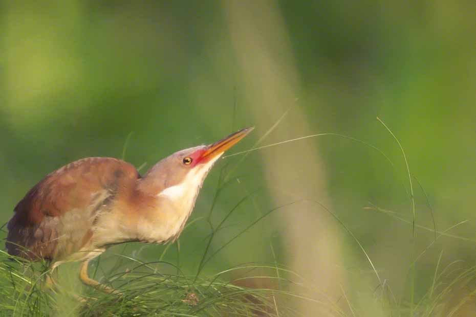 Cinnamon Bittern - ML355072661