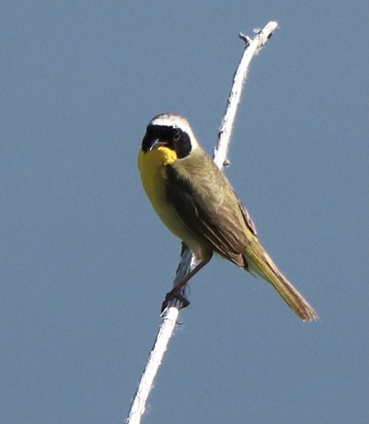 Common Yellowthroat - ML355072741