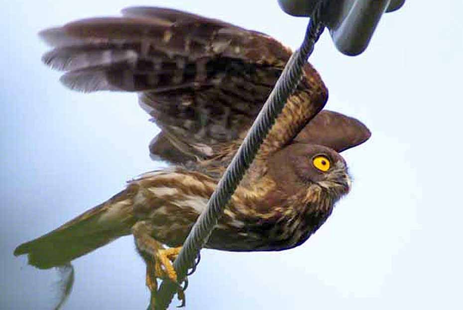 Northern Boobook - ML355072761