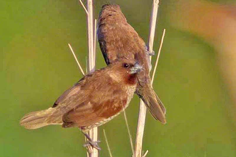 Scaly-breasted Munia - ML355072851