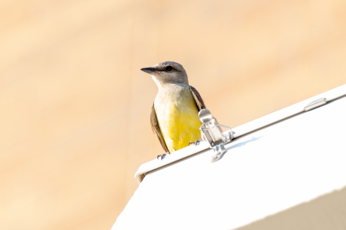 Western Kingbird - ML355072931