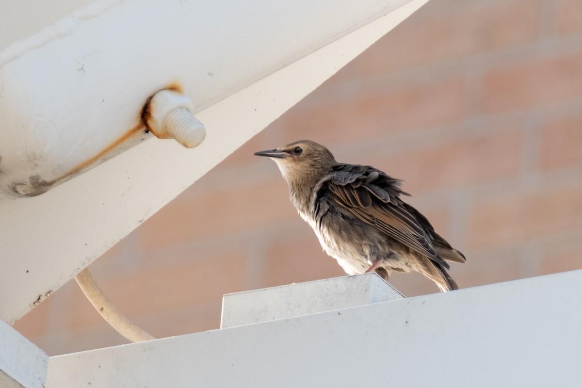 European Starling - ML355073051