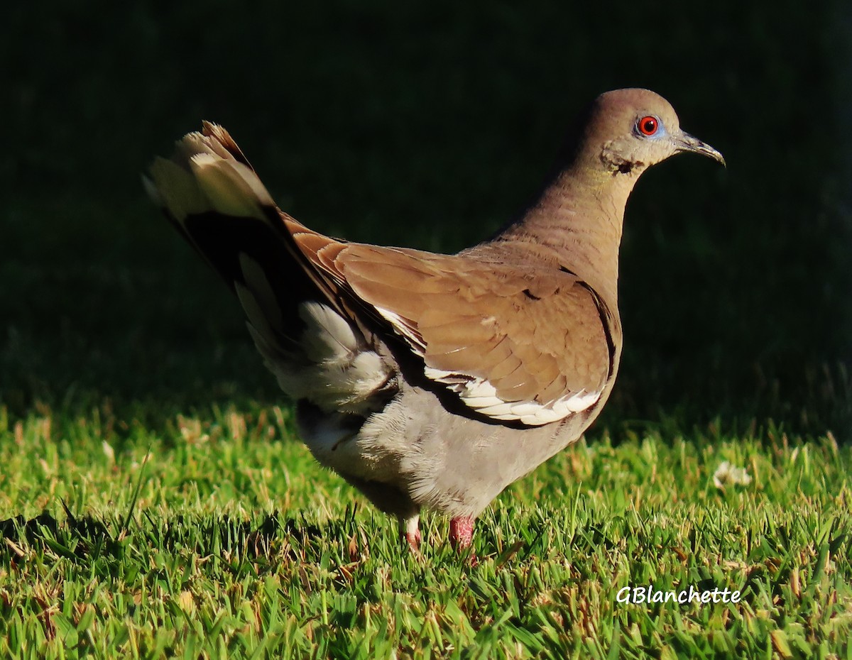 White-winged Dove - ML355073121