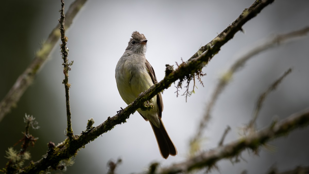 Yellow-bellied Elaenia - ML355073921