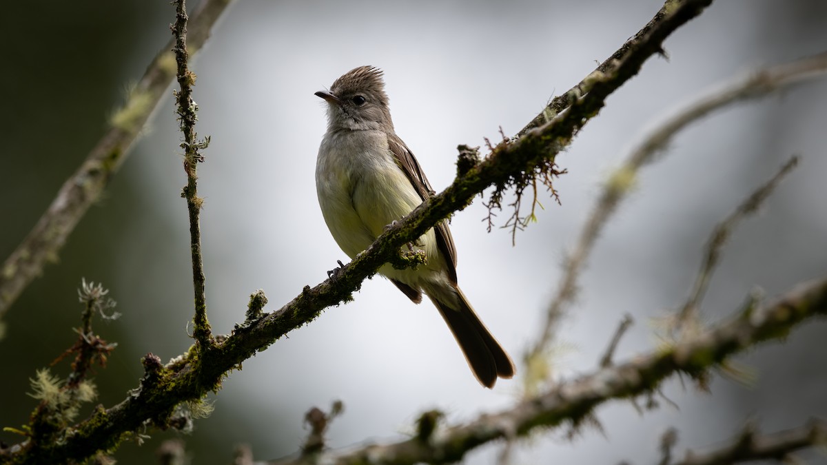 Yellow-bellied Elaenia - ML355073941