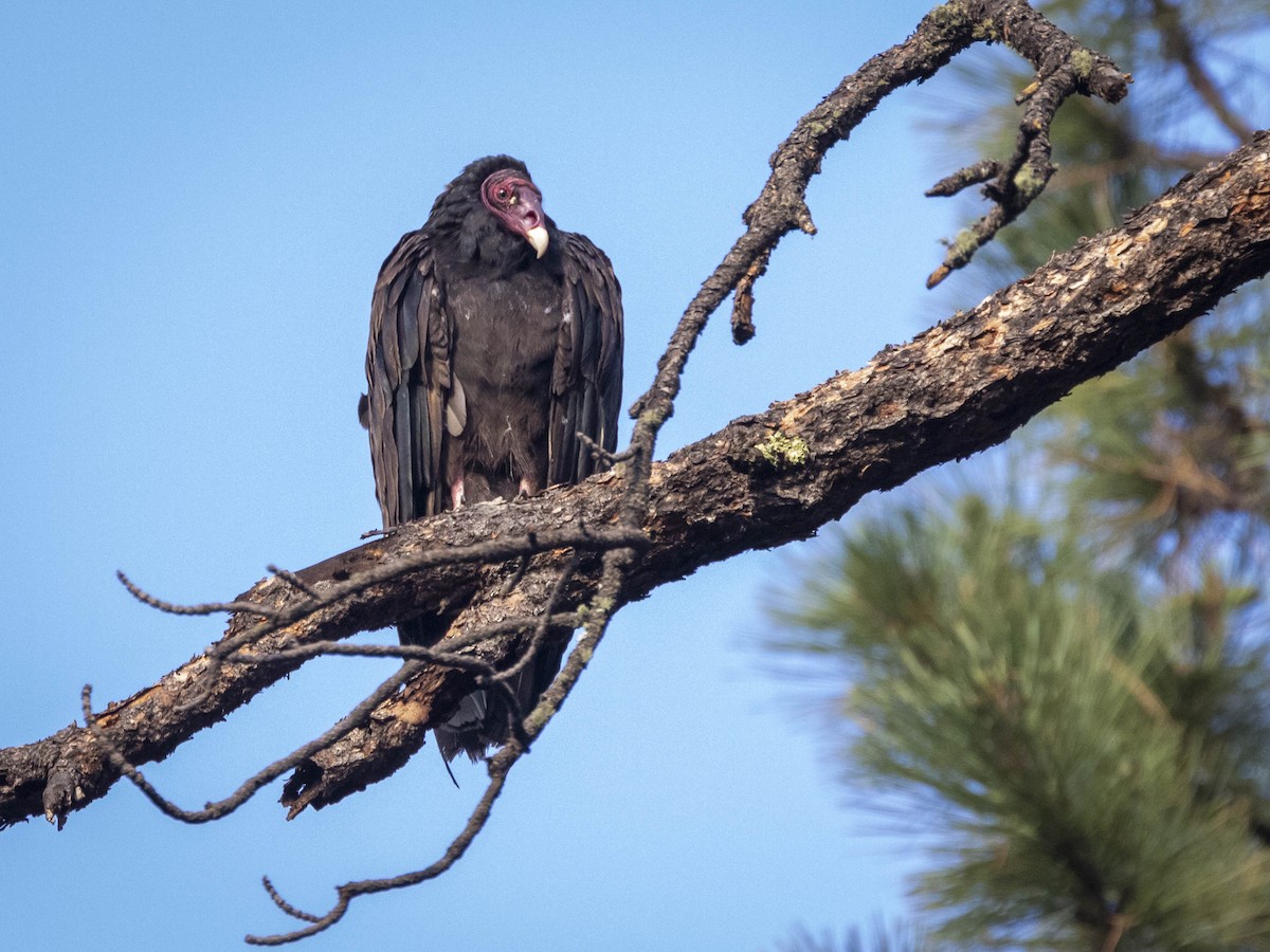 Turkey Vulture - ML355074741