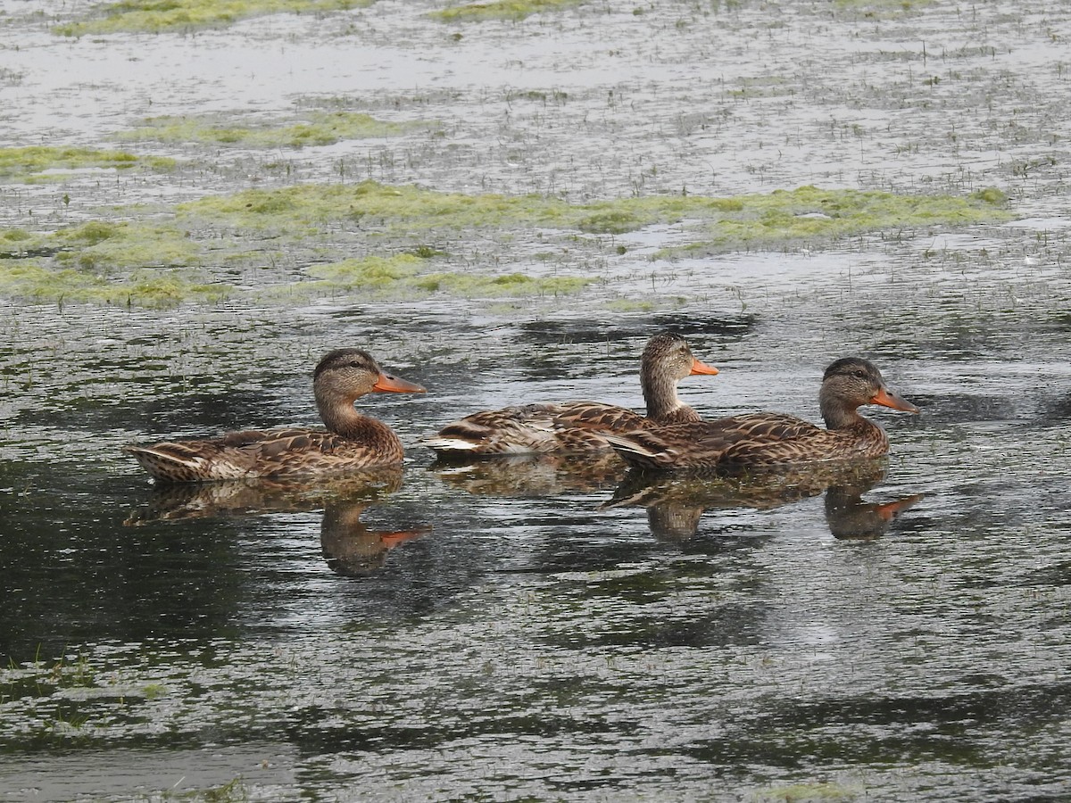 Canard colvert - ML355074981