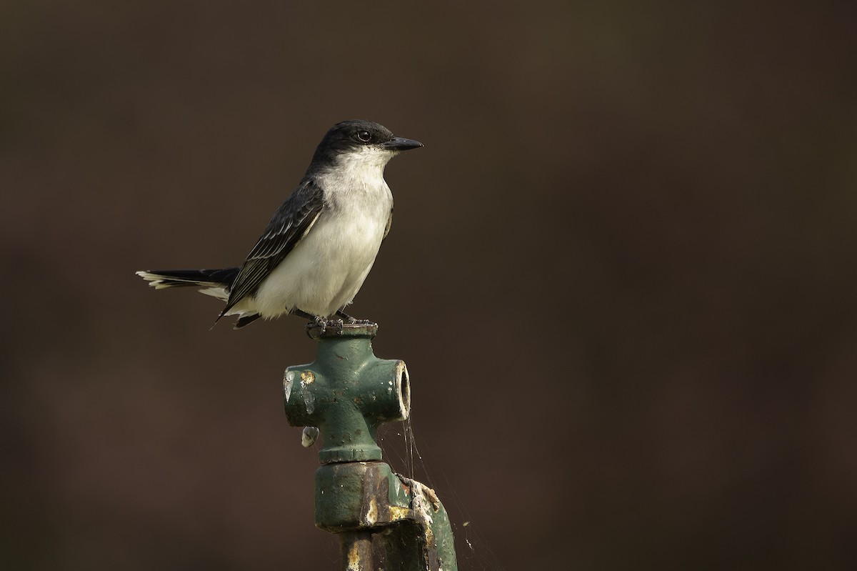 Eastern Kingbird - Cam Nikkel