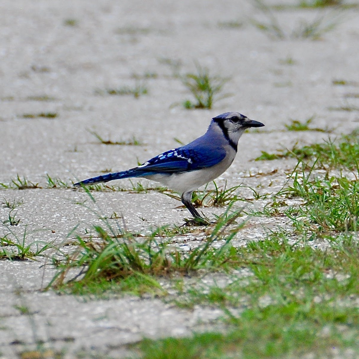 Blue Jay - ML355076821