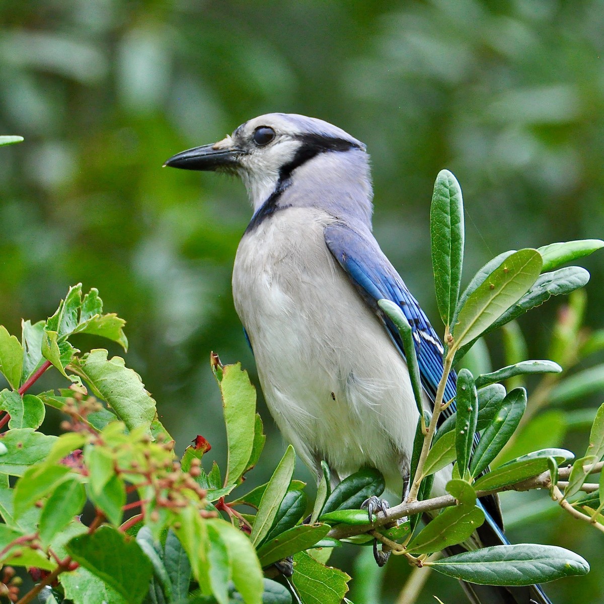 Blue Jay - ML355076831