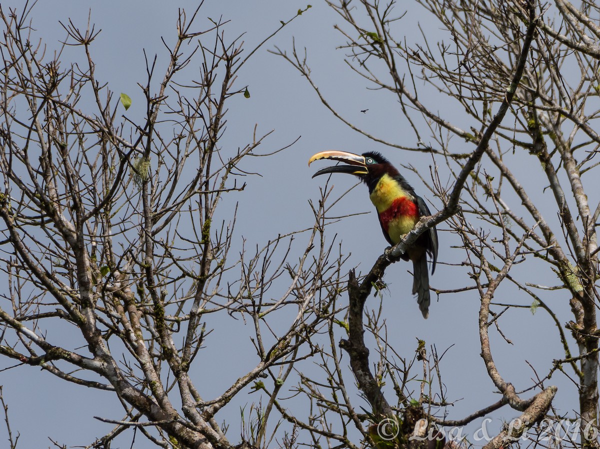 Chestnut-eared Aracari - ML355076911