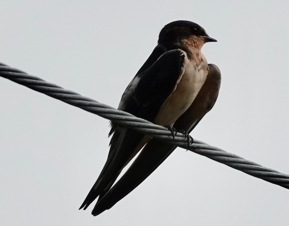 Barn Swallow - ML355078101
