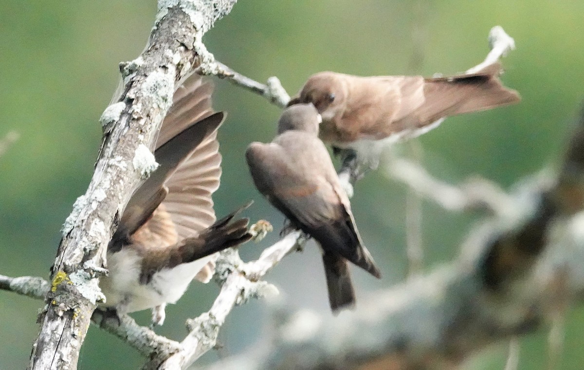 Hirondelle à ailes hérissées - ML355078461