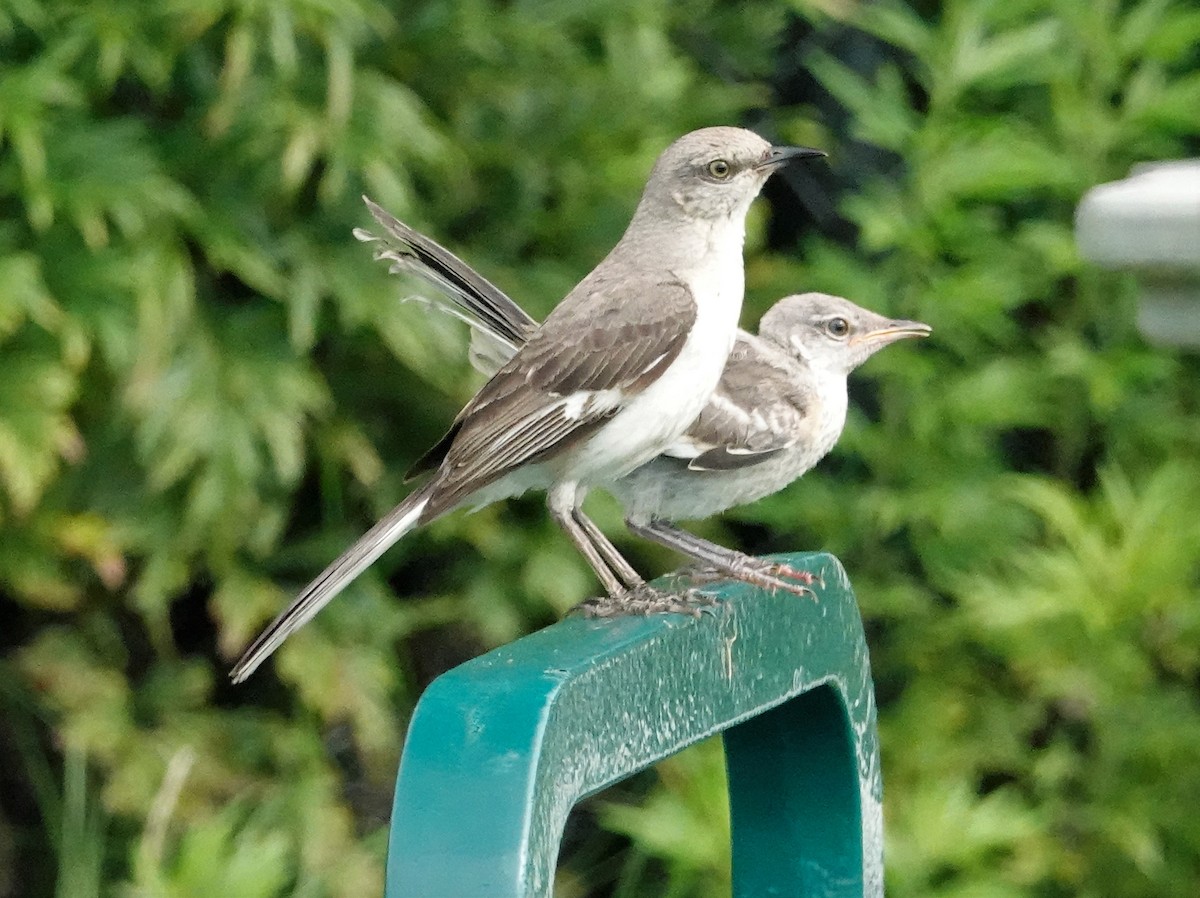 Northern Mockingbird - Cynthia Ehlinger