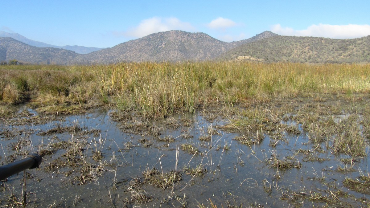 South American Painted-Snipe - Daniel Martinez Piña