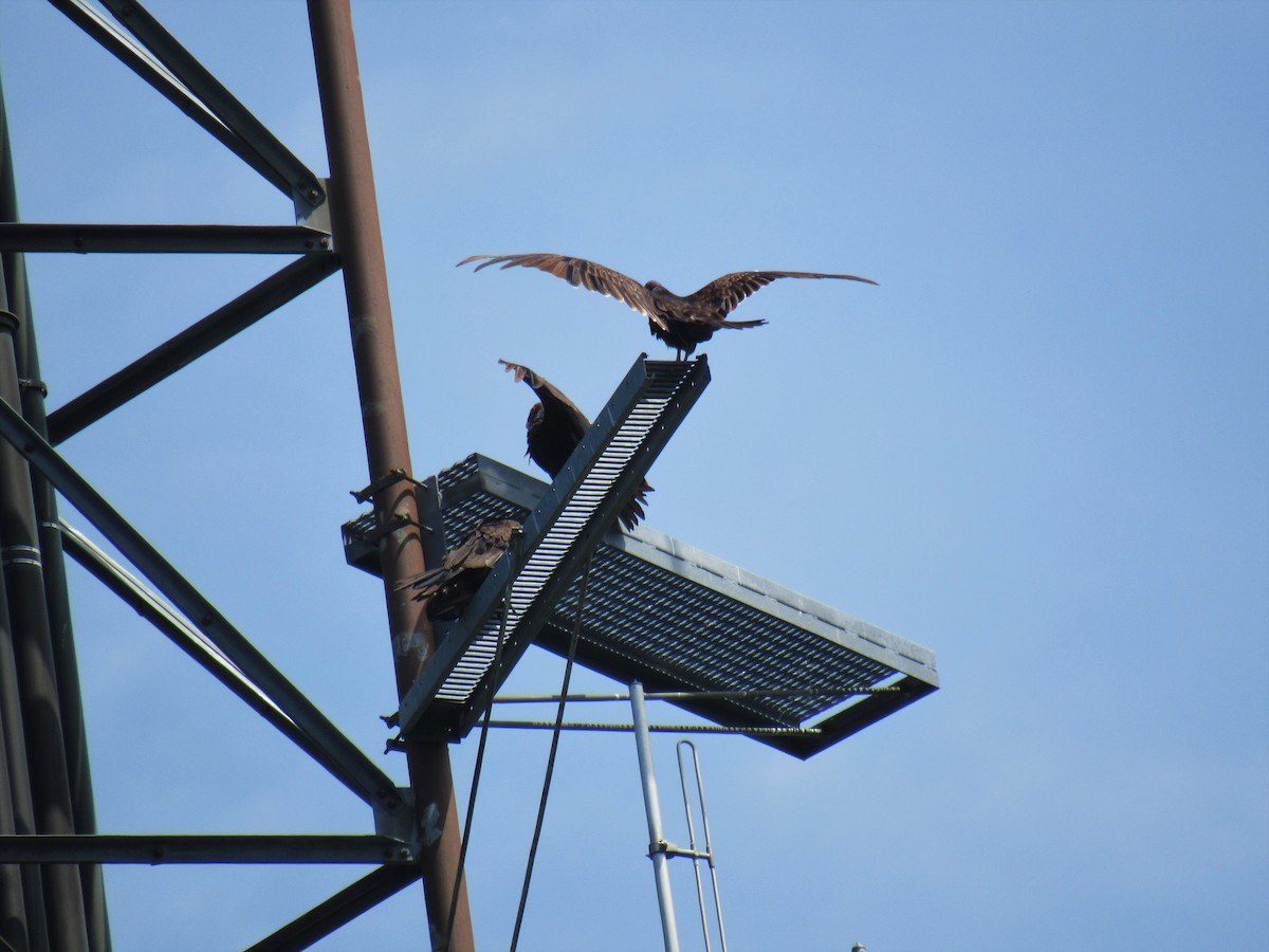 Turkey Vulture - ML355078981