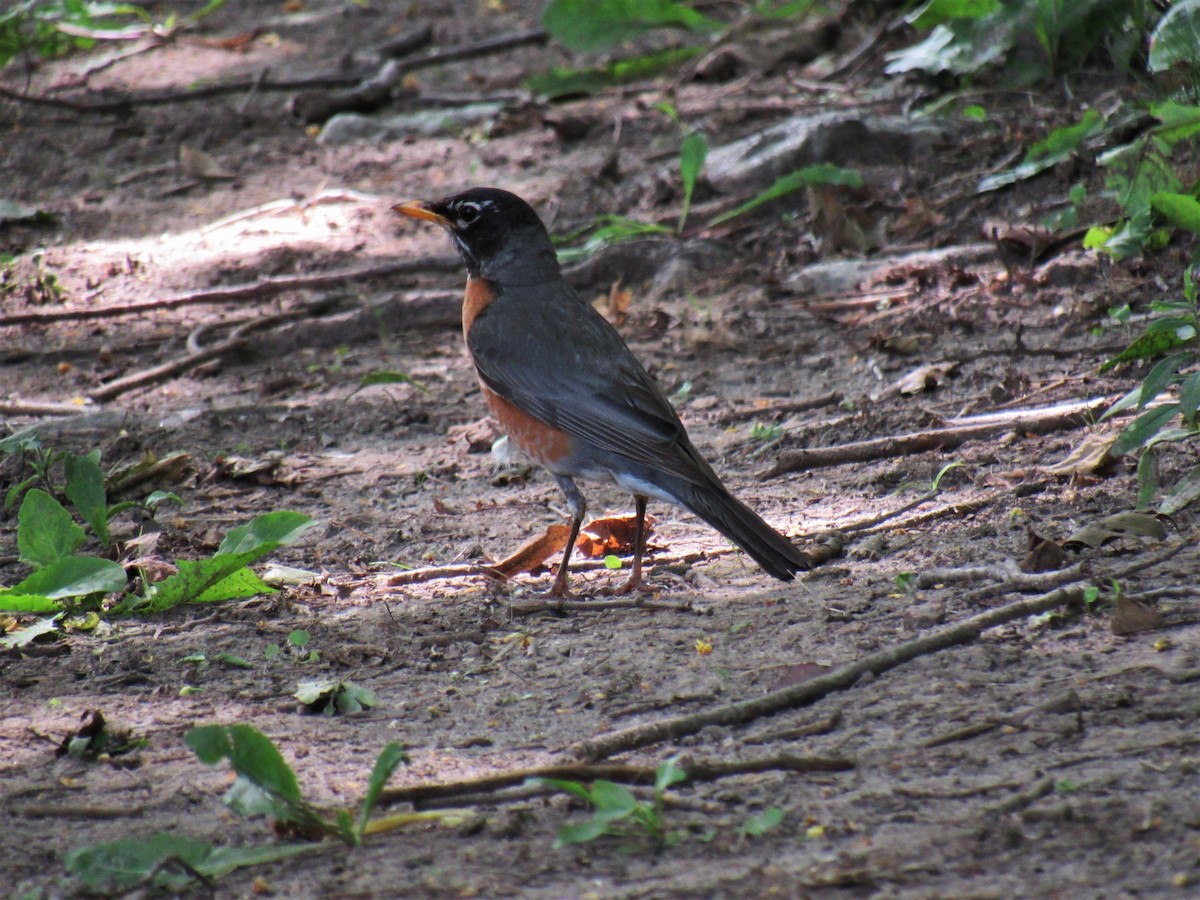 American Robin - Joseph Pumford