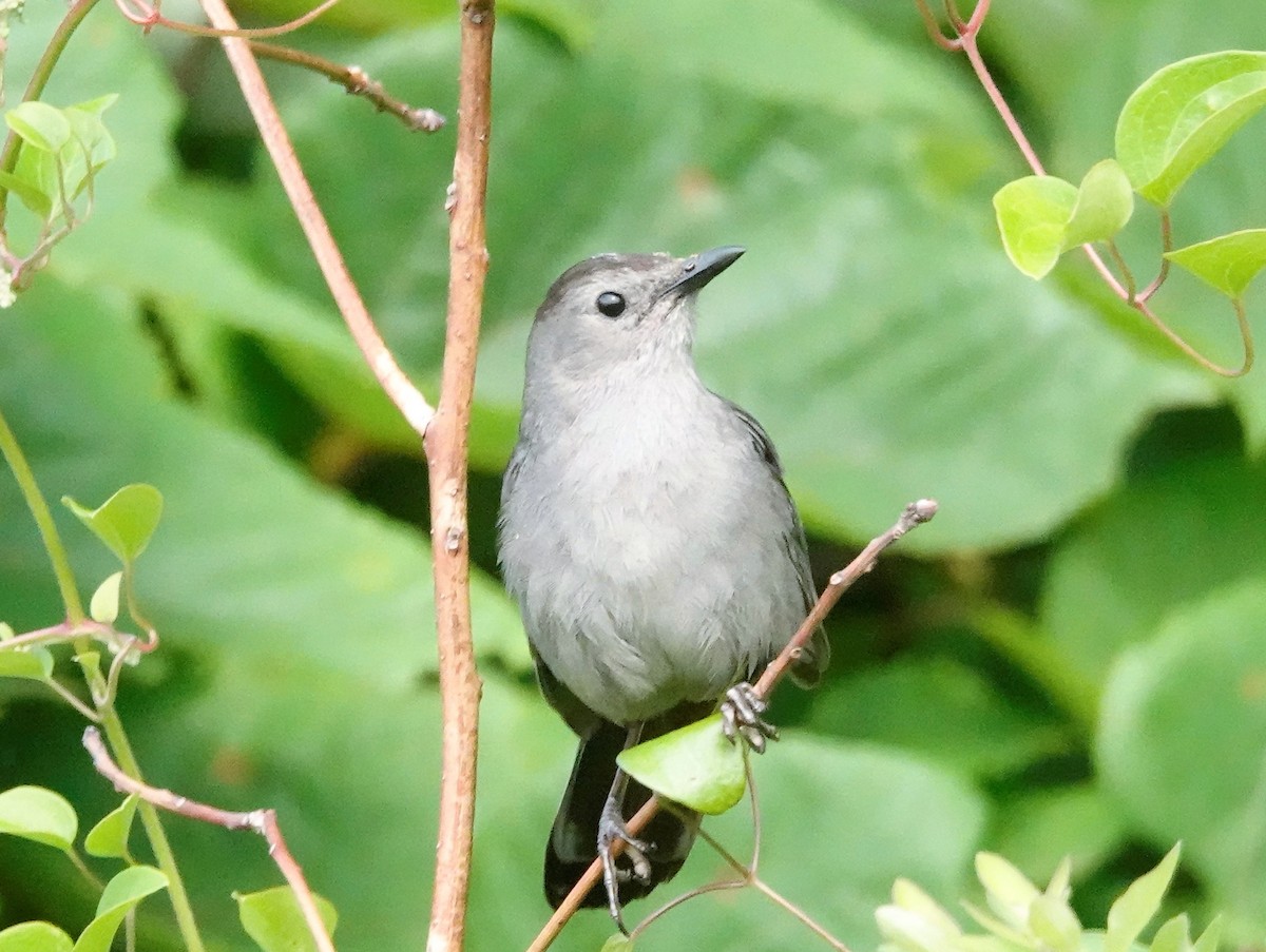 Gray Catbird - ML355079091