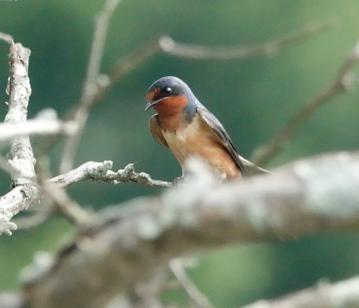 Barn Swallow - ML355079301