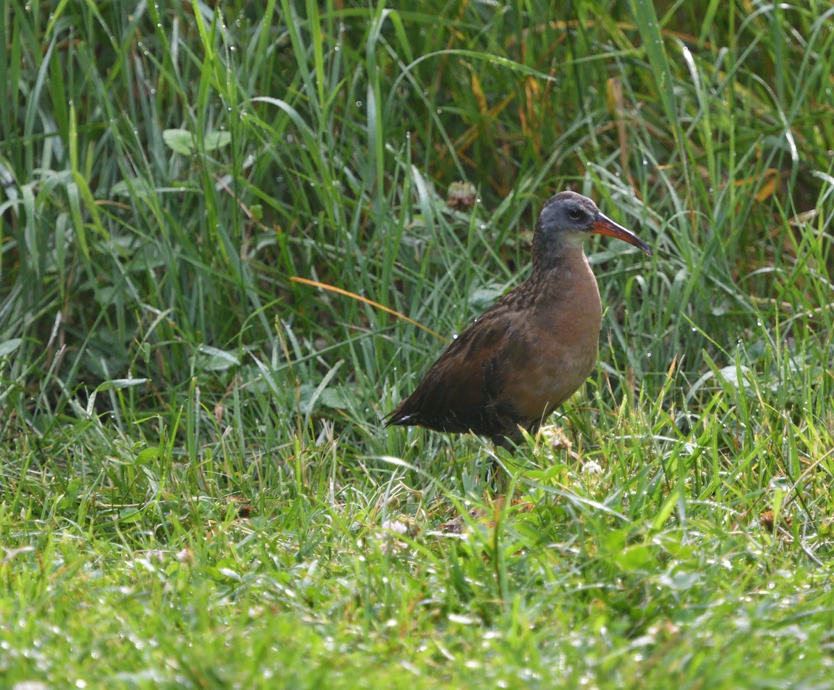 Virginia Rail - ML355079701