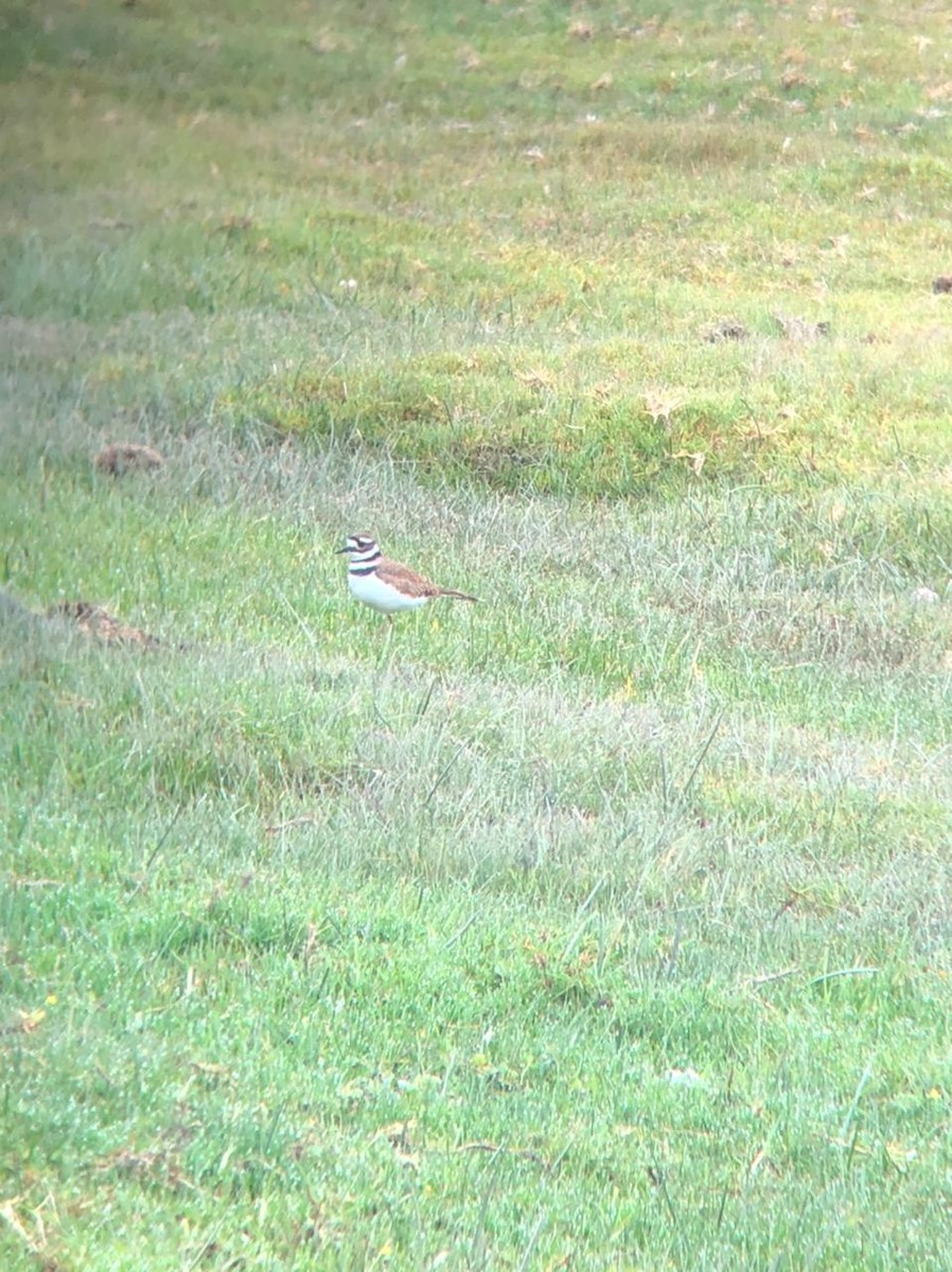 Killdeer - ML355080421