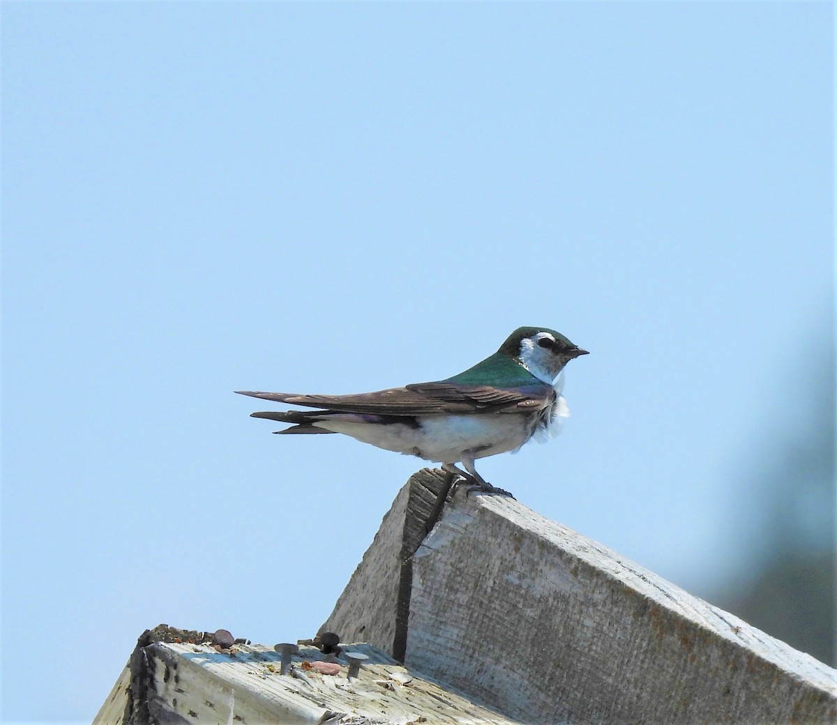 Violet-green Swallow - ML355080561