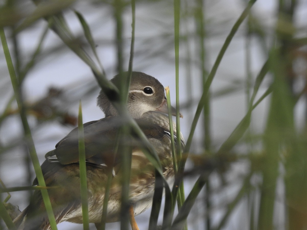 Mandarin Duck - ML355080701