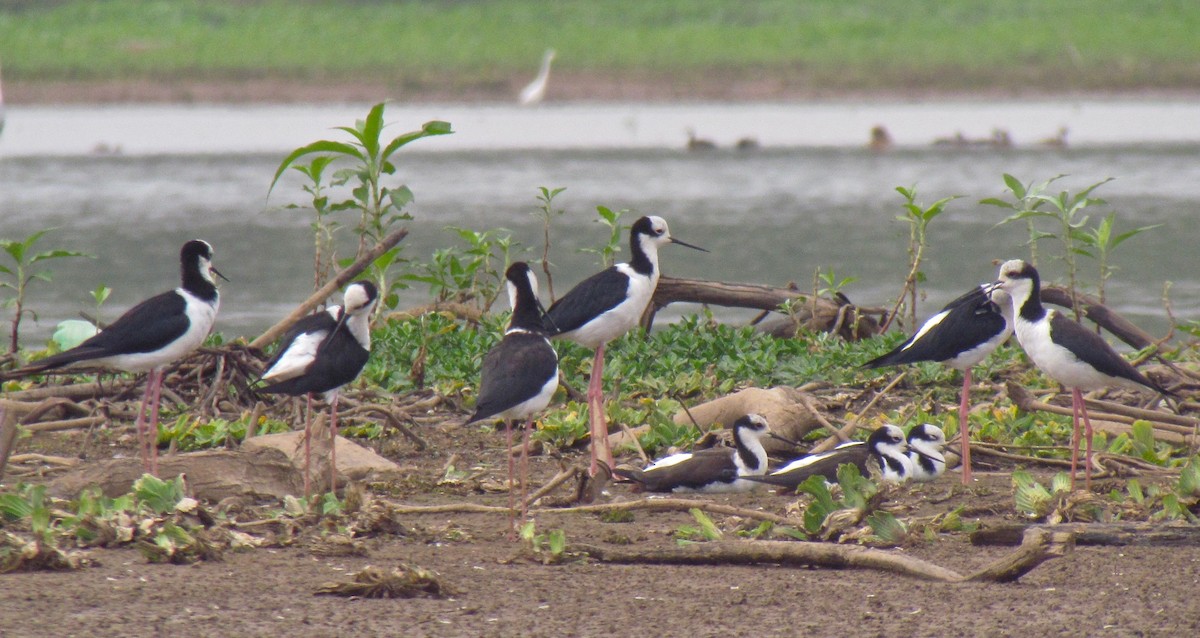 Black-necked Stilt (White-backed) - ML355082461