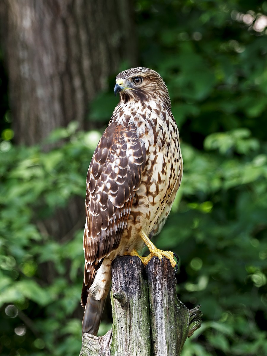 Red-shouldered Hawk - ML355083361