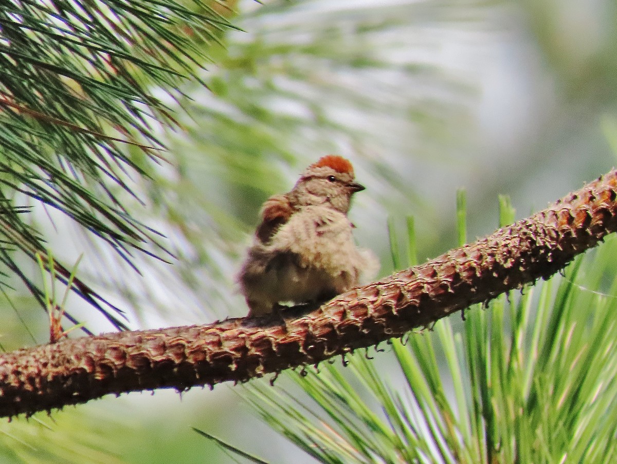 Chipping Sparrow - ML355083451