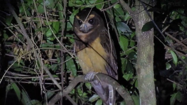 Tawny-browed Owl - ML355083571