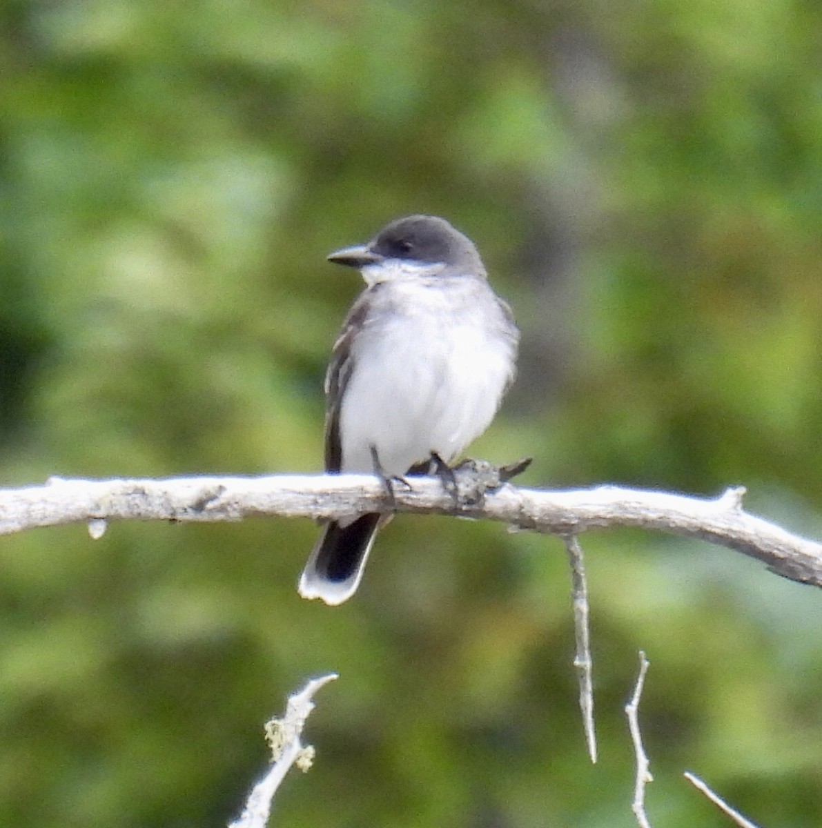 Eastern Kingbird - Jeanne Tucker