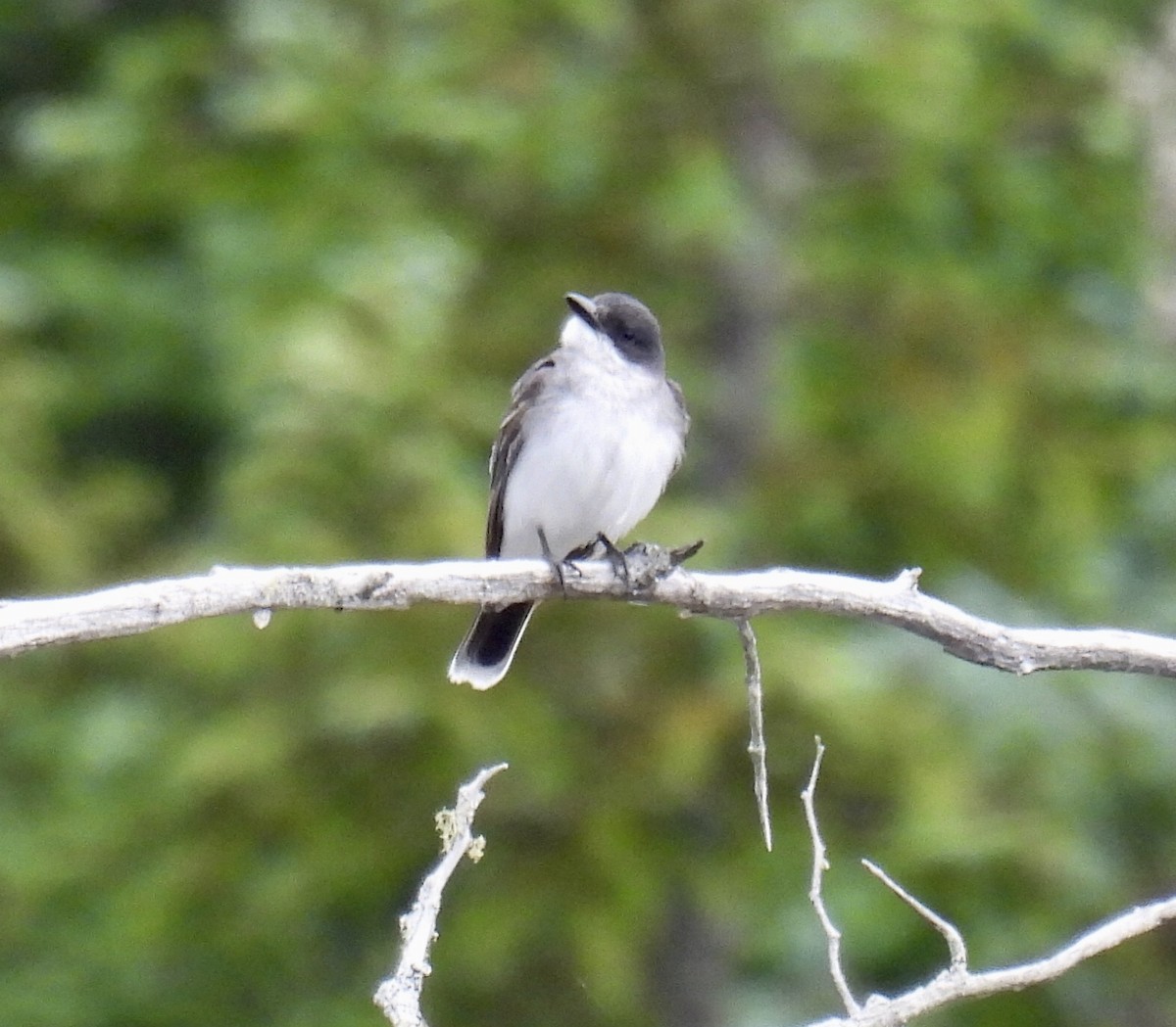 Eastern Kingbird - Jeanne Tucker