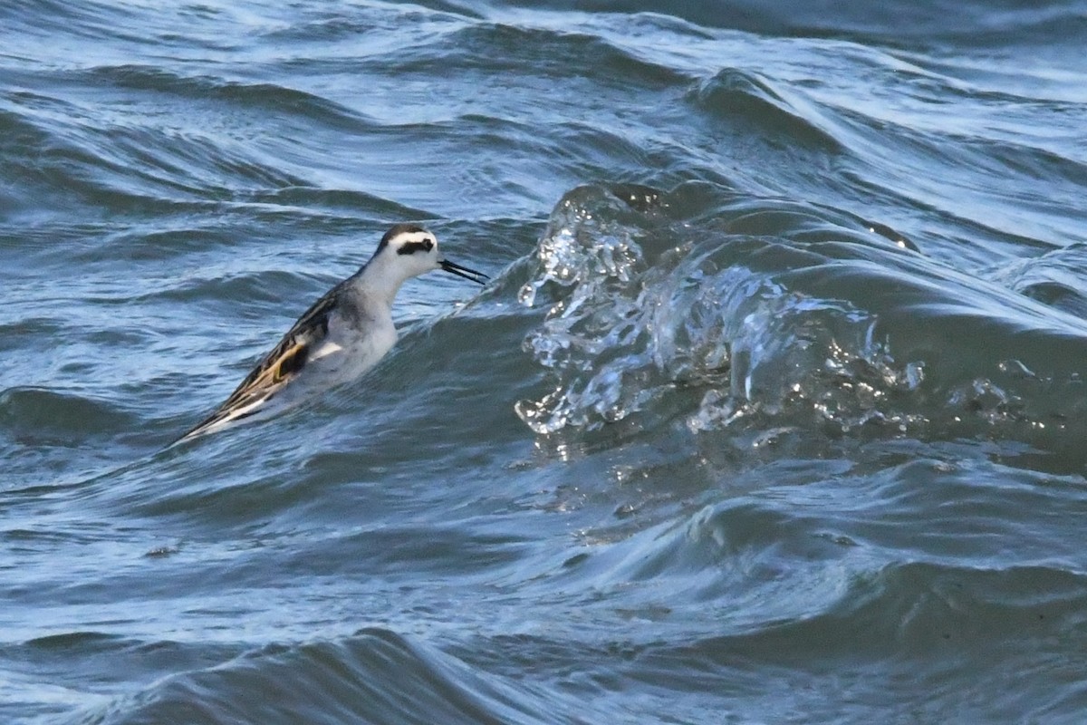 Red-necked Phalarope - Cathryn Dippo