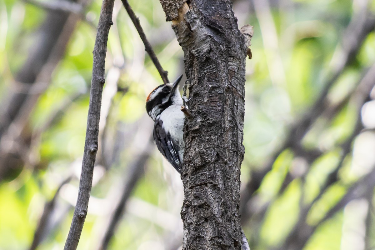 Downy Woodpecker - Robert Templeton