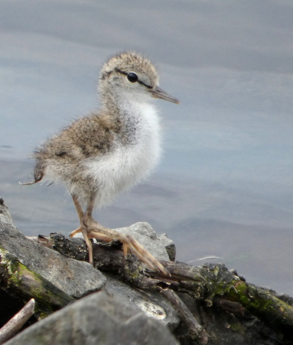 Spotted Sandpiper - Monique Berlinguette